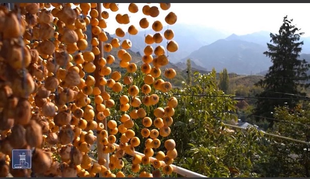 Արքայանարնջի չրի արտադրությունը` փոքր բիզնես Մեղրիի բնակիչների համար