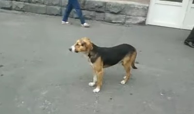 Հավատարիմ շունն արդեն 20 օր է՝ չի հեռանում հիվանդանոցի դռան մոտից. վիրավոր տիրոջն է սպասում