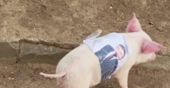 Պատգամավորի նկարով խոզին տարան անհայտ ուղղությամբ