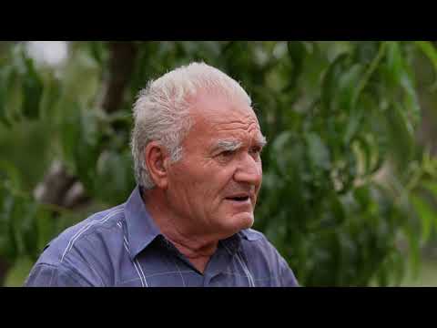 Բաքուն էլ մերն էր, մենք ենք սարքել էլի, իրենք ցեղախմբերով եկան՝ տեղավորվան․․․Էռնեստ Գյուրջյան