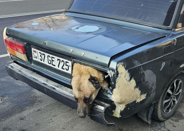 Շանը փակել են բեռնախցիկում․ օդի խիստ պակասից՝ կենդանին կոտրել է լուսարձակը