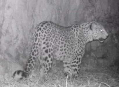 Կովկասյան ընձառյուծի ցերեկային զբոսանքն «Արփա» պահպանվող լանդշաֆտում